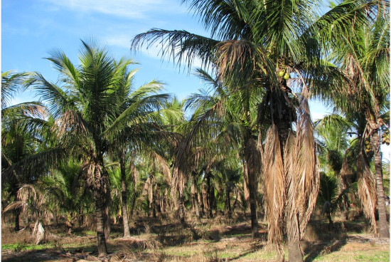 m__Plantacja kokosw Brazylia